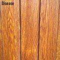 MESTA NET - Disease