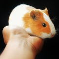 Lionel - Life and Death of My Guinea Piggy
