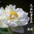 张婷 - 天边的雪莲花
