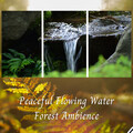 Study Alpha Waves、Soft Piano Music、Yoga Music for Yoga Class - Peaceful Flowing Water Forest Ambience - 1 Hour