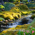 River Forest Chirping Bugs at Night