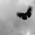 dogeniko、Jake Parker、kuromi - storm (Explicit)