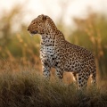 De La Cruz - Welcome To Africa