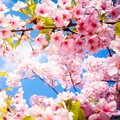 Advik Singh、V、Wale - Ringer Azalea