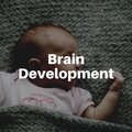 Brain Development