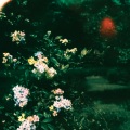 Chad Lawson、Peter Gregson、Esther Yoo、James Southall - fields of forever