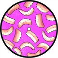 Bleeding Gums Murphy EP