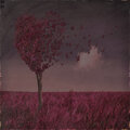 Cardo Grandz - field of love