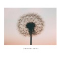 Dandelions