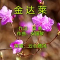 云心随风 - 金达莱