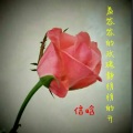 信晗 - 羞答答的玫瑰静悄悄的开