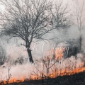 Sleeping Music for Babies、Baby Lullabies For Sleep、Relaxing Radiance - Fire Music: Sounds of Raging Fire on Forest Vol. 2 - 3 Hours