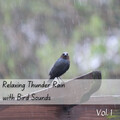 Rain Radiance、Pet Music World、Work Music - Relaxing Thunder Rain with Bird Sounds Vol. 1 - 3 Hours