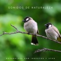 Reiki、#Calmante、Tranquilidad Eterna - Naturaleza Susurrando