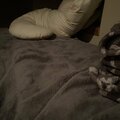 Crimson Skipper、Brownstone、DigBarGayRaps、ReptileLegit、Ethan Jewell、Jude Barclay - Im Not In The Shower (feat. Brownstone Changing Faces DigBarGayRaps reptilelegit Ethan Jewell & Jude Barclay)(Explicit)
