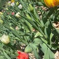 Everyones Like A Flower (Explicit)