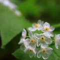 布丁丁 - 산하엽 (Diphylleia grayi) 山荷叶