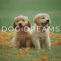 Calming for Dogs、Songs for Dogs to Sleep To、101 Noise - Dog Dreams: Peaceful Waterfall Sounds To Sleep Well - 3 Hours