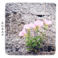 木小雅 - 最忆是南京(Original Ver.)