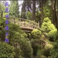 苑紫盈 - 爱如此脆弱