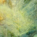 We Dream Of Eden、Be Still The Earth - Good Ground