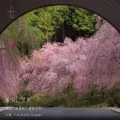 七月七