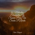 50 Colección de Música Para Meditación Y Spa
