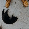 no god.、klwn cat - End (Prelude)(Explicit)