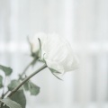卡布的小鱼 - 雾里