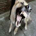 K-9 (Explicit)