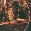 beth orton - Friday Night