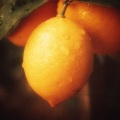 阳坨Ryan - Lemon Tree