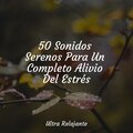 50 Sonidos Serenos Para Un Completo Alivio Del Estrés