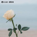 假如礁石会开花 (Roses On The Stones)