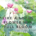Lotus Flower in Full Bloom