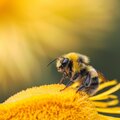 FLUID - Buzz