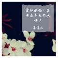 苏谭儿 - 爱似水仙 (盛开在冬天的水仙)