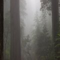 DAMP