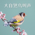 大自然鸟叫声 - 纯净自然声, 野鸟叫声, 安静的森林, 放松早晨背景音乐