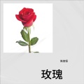 陈佳恒 - 玫瑰