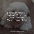 Sounds of Nature | Ambient Music For Dogs | Ambient Music | Calm Music