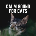 Music For Cats - Surf City Sands