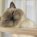 小猫头、梦一少年 - 南方小镇