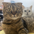 小猫头 - 云