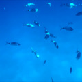 翻吹的曲子