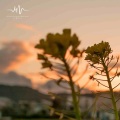 秋雨 (催眠+雨声)