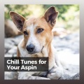 Chill Tunes for Your Aspin