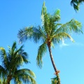 Palm Trees (Explicit)