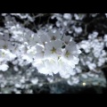V1B1D - ばれる
