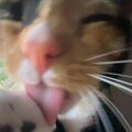 Gal - relapse (Explicit)